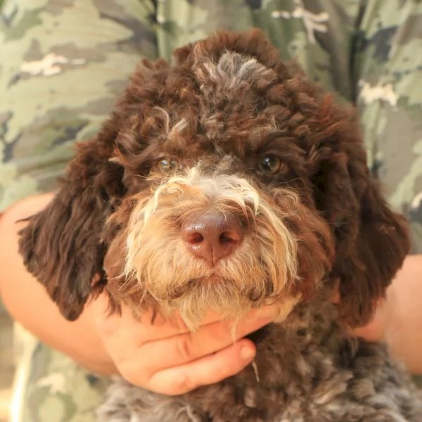 Lagotto romagnolo  cucciolo maschio 2