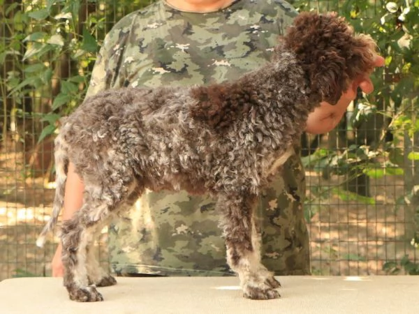 Lagotto romagnolo  cucciolo maschio 2 | Foto 0