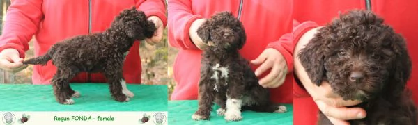 Lagotto romagnolo  cuccioli
