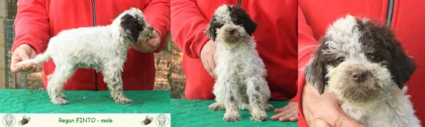 Lagotto romagnolo  cuccioli | Foto 6