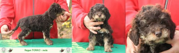 Lagotto romagnolo  cuccioli | Foto 5