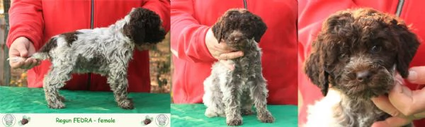 Lagotto romagnolo  cuccioli | Foto 4