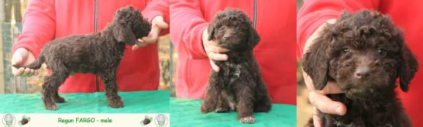 Lagotto romagnolo  cuccioli | Foto 3