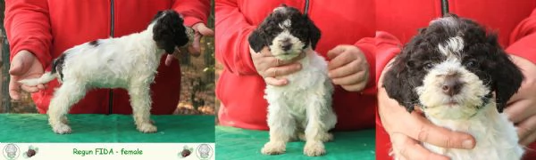 Lagotto romagnolo  cuccioli | Foto 2