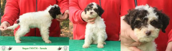 Lagotto romagnolo  cuccioli | Foto 0