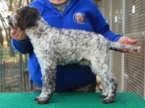 Lagotto romagnolo cucciolo | Foto 0