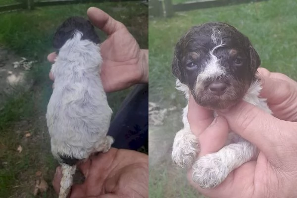 Lagotto romagnolo cuccioli
