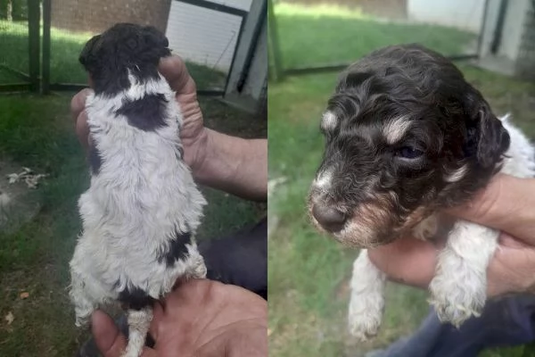 Lagotto romagnolo cuccioli | Foto 5