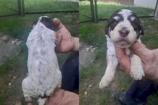Lagotto romagnolo cuccioli | Foto 4