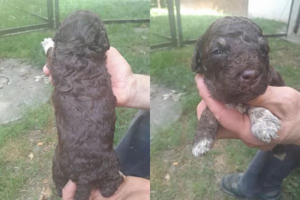 Lagotto romagnolo cuccioli | Foto 3