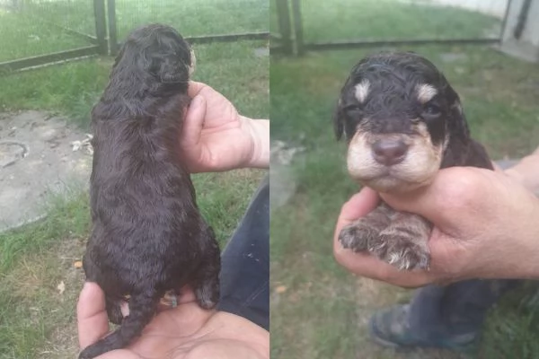 Lagotto romagnolo cuccioli | Foto 2