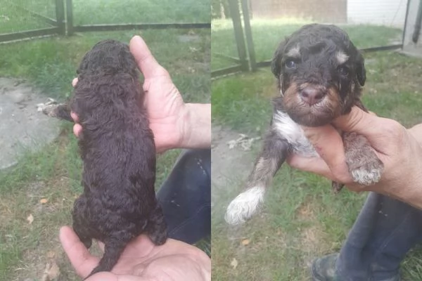 Lagotto romagnolo cuccioli | Foto 1