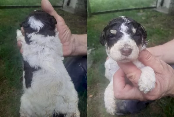 Lagotto romagnolo cuccioli | Foto 0