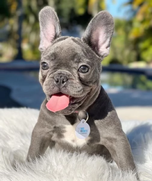cuccioli di bulldog francese blu | Foto 1