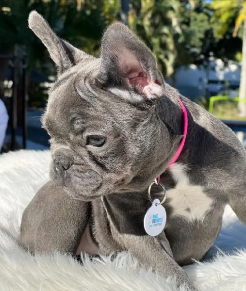 cuccioli di bulldog francese blu | Foto 0