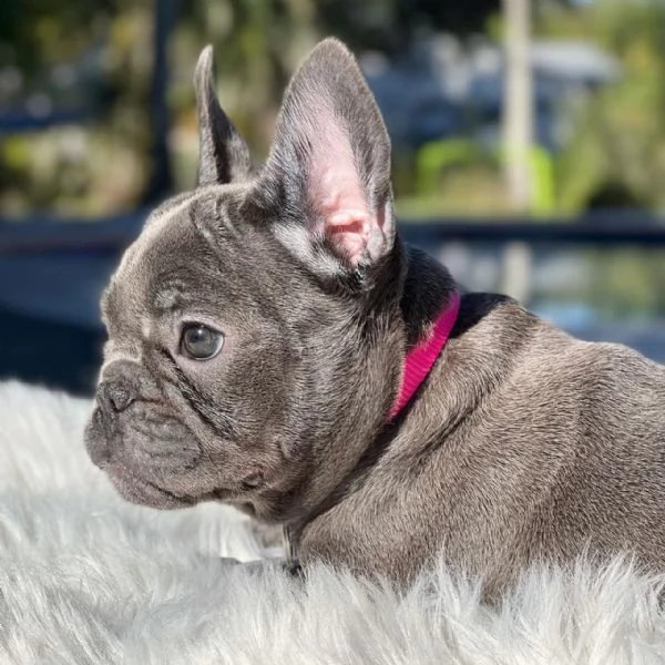cuccioli di bulldog francese blu
