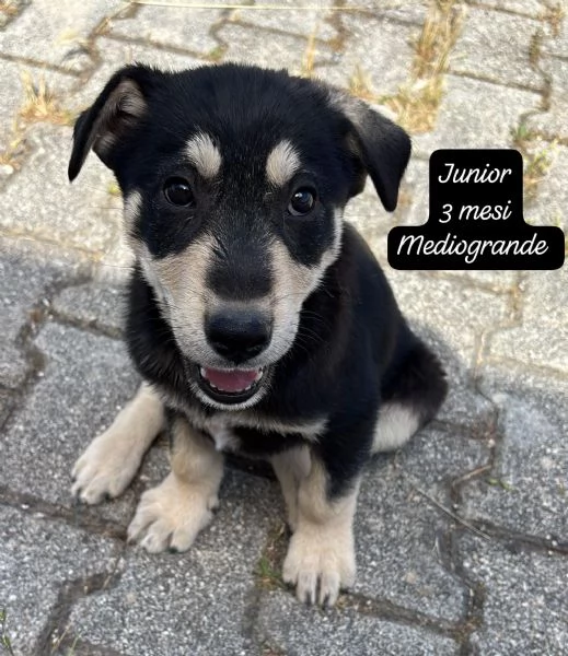 CUCCIOLOTTI SENZA CASA Neacute SPERANZE | Foto 6
