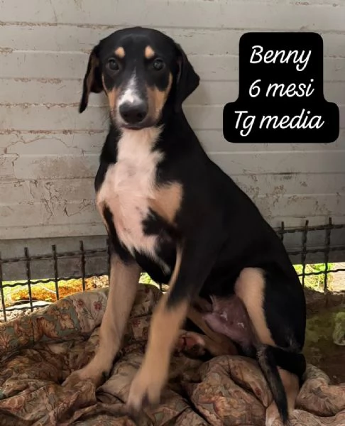 CUCCIOLOTTI SENZA CASA Neacute SPERANZE | Foto 6