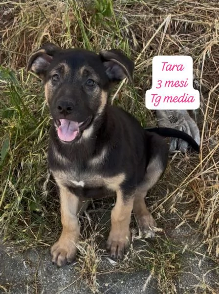 CUCCIOLOTTI SENZA CASA Neacute SPERANZE | Foto 5