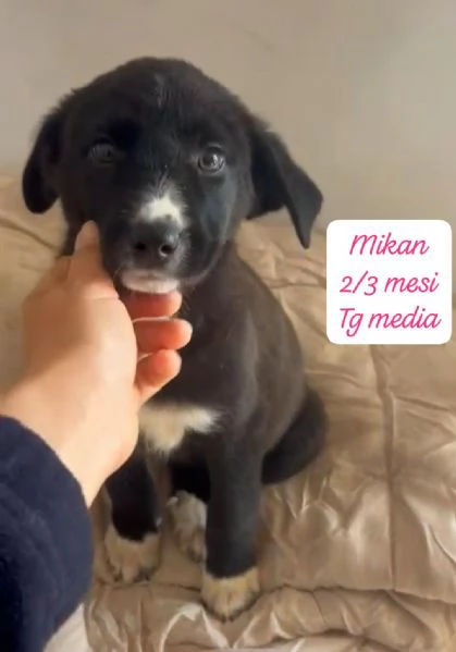 CUCCIOLOTTI SENZA CASA Neacute SPERANZE | Foto 6