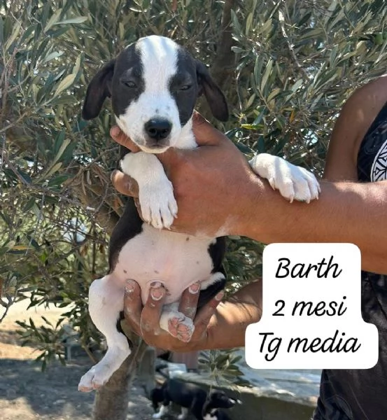 CUCCIOLOTTI SENZA CASA N SPERANZE | Foto 5