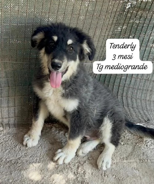 CUCCIOLOTTI SENZA CASA N SPERANZE | Foto 5