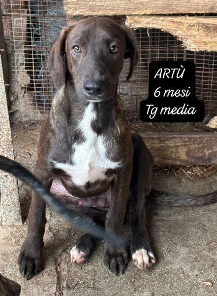 CUCCIOLOTTI SENZA CASA Neacute SPERANZE | Foto 5