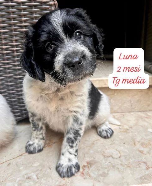 CUCCIOLOTTI SENZA CASA Neacute SPERANZE | Foto 4