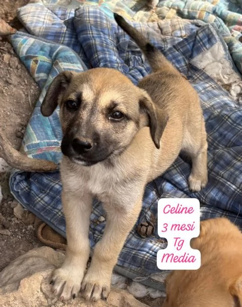 CUCCIOLOTTI SENZA CASA Neacute SPERANZE | Foto 3