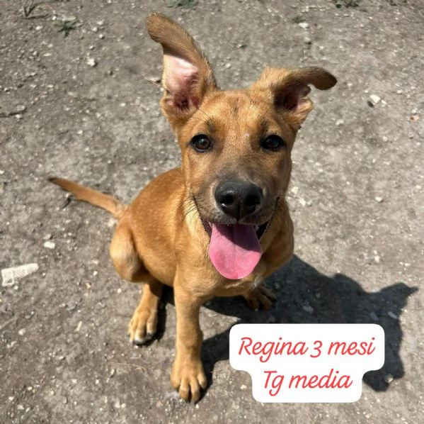 CUCCIOLOTTI SENZA CASA N SPERANZE | Foto 4