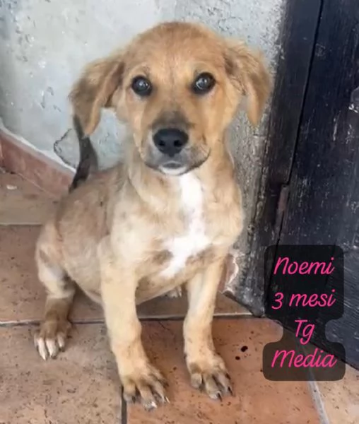 CUCCIOLOTTI SENZA CASA Neacute SPERANZE | Foto 6