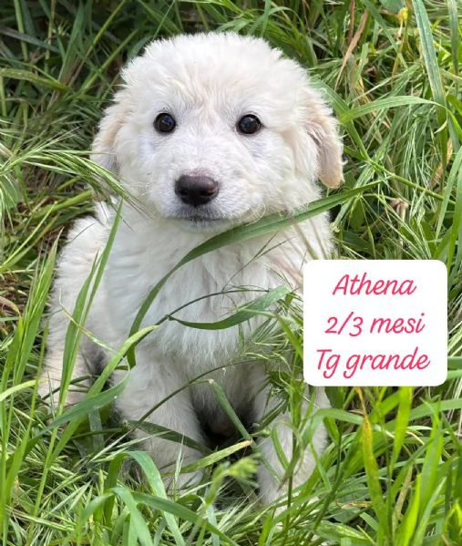 CUCCIOLOTTI SENZA CASA Neacute SPERANZE | Foto 6