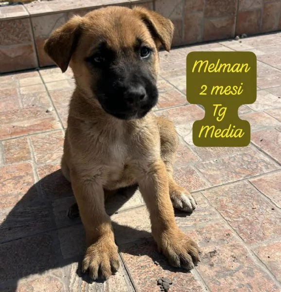 CUCCIOLOTTI SENZA CASA Neacute SPERANZE | Foto 5