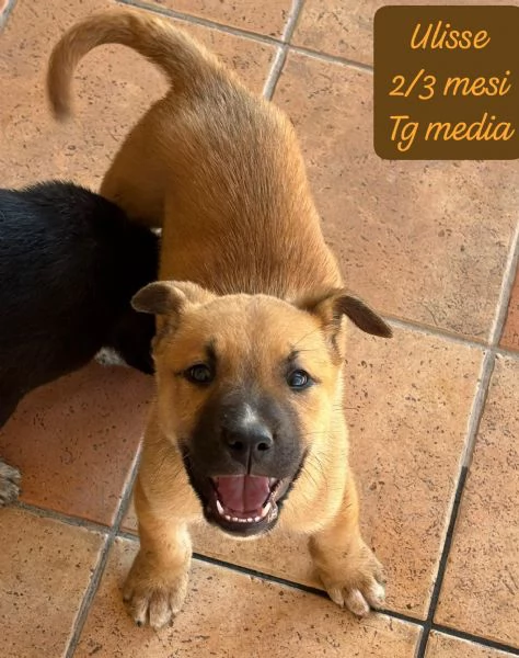 CUCCIOLOTTI SENZA CASA Neacute SPERANZE | Foto 5