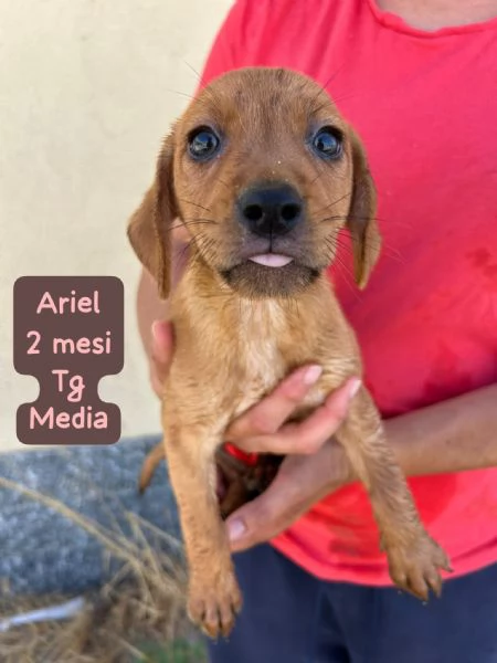 CUCCIOLOTTI SENZA CASA Neacute SPERANZE | Foto 6