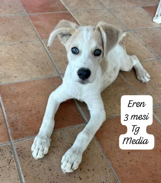 CUCCIOLOTTI SENZA CASA N SPERANZE | Foto 6