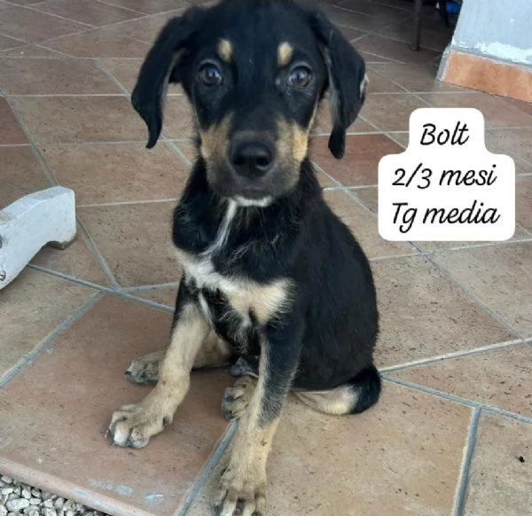 CUCCIOLOTTI SENZA CASA N SPERANZE | Foto 5