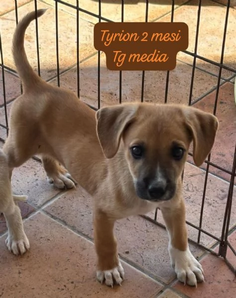 CUCCIOLOTTI SENZA CASA Neacute SPERANZE | Foto 4