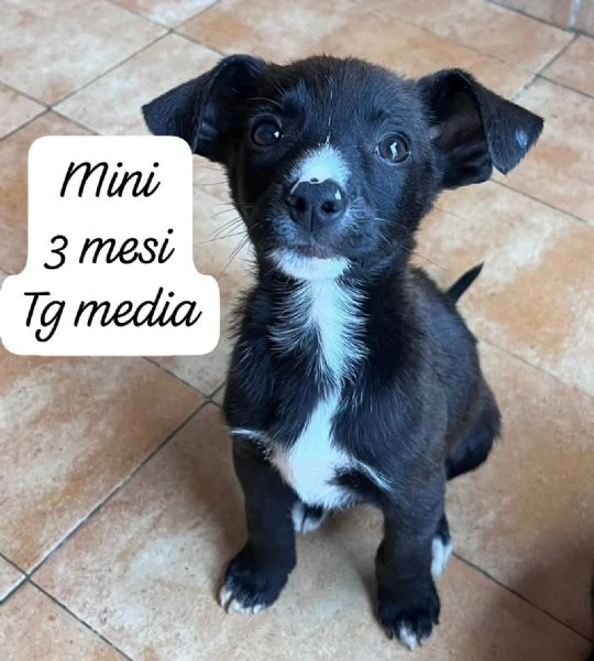 CUCCIOLOTTI SENZA CASA Neacute SPERANZE | Foto 4