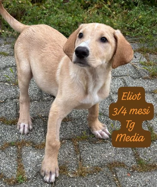 CUCCIOLOTTI SENZA CASA Neacute SPERANZE | Foto 3
