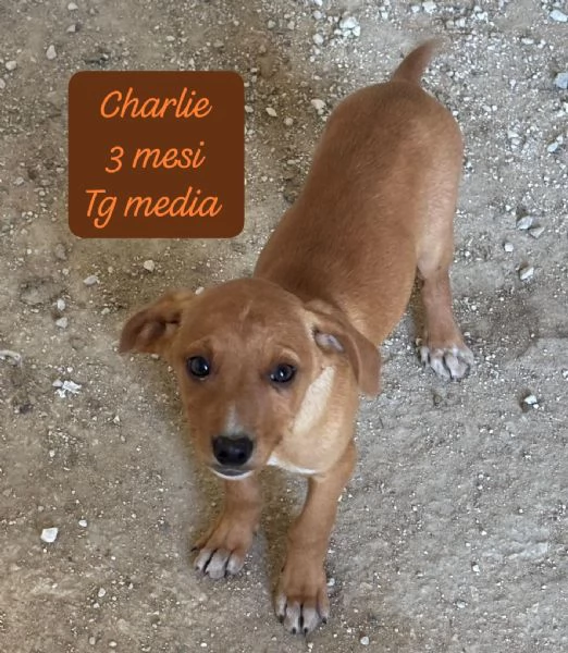 CUCCIOLOTTI SENZA CASA Neacute SPERANZE | Foto 5