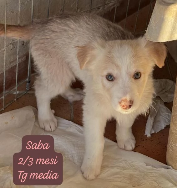 CUCCIOLOTTI SENZA CASA Neacute SPERANZE