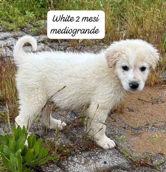 CUCCIOLOTTI SENZA CASA Neacute SPERANZE