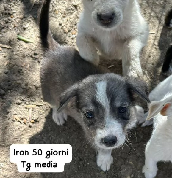 CUCCIOLOTTI SENZA CASA Neacute SPERANZE