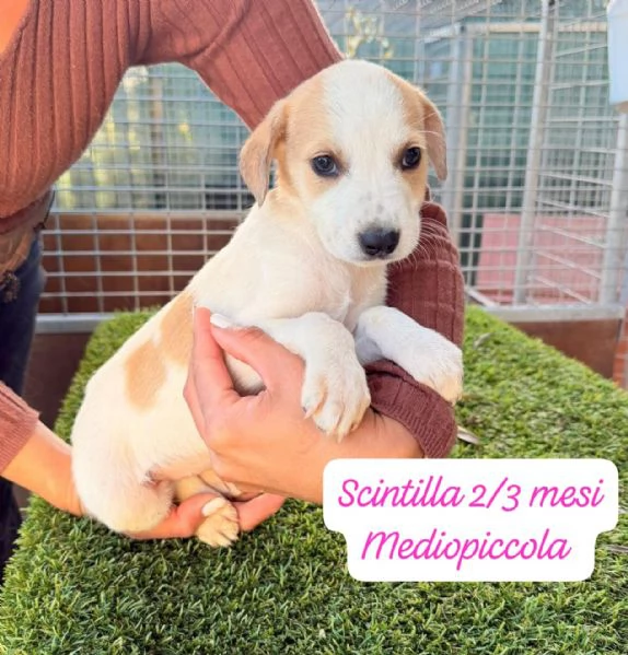 CUCCIOLOTTI SENZA CASA Neacute SPERANZE