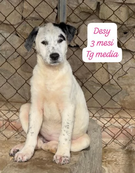 CUCCIOLOTTI SENZA CASA Neacute SPERANZE | Foto 4