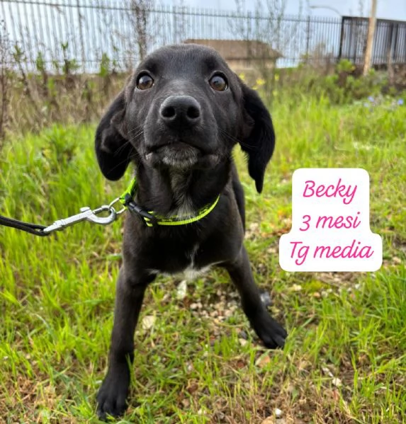 CUCCIOLOTTI SENZA CASA Neacute SPERANZE | Foto 4