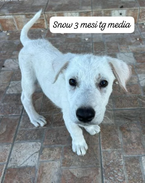 CUCCIOLOTTI SENZA CASA N SPERANZE | Foto 4