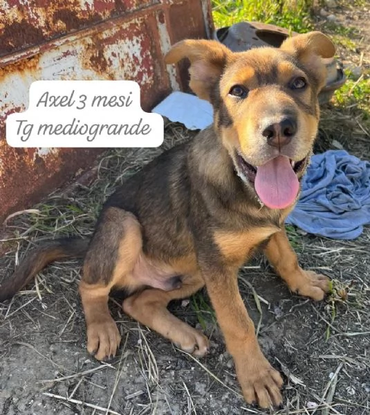 CUCCIOLOTTI SENZA CASA Neacute SPERANZE | Foto 2