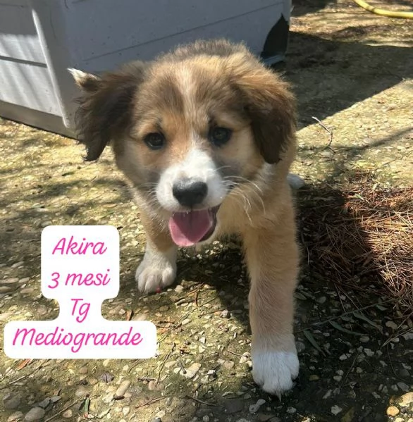 CUCCIOLOTTI SENZA CASA Neacute SPERANZE | Foto 1